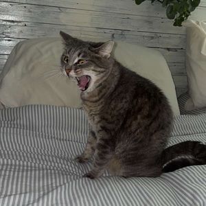 Meet your Posher, Shea